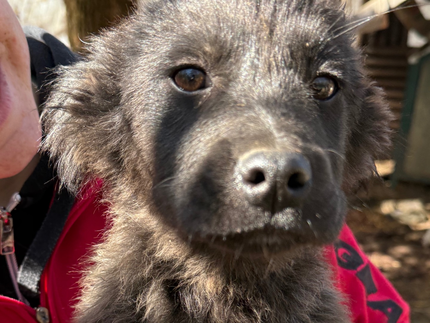 Adotta un cane, femmina, 2 mesi, Livorno