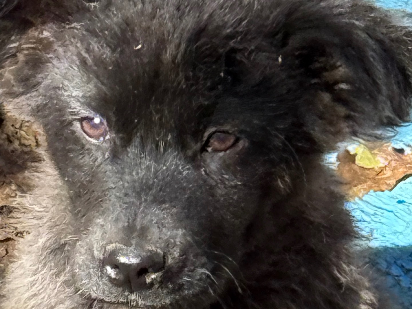 Adotta un cane, taglia media, femmina, Livorno