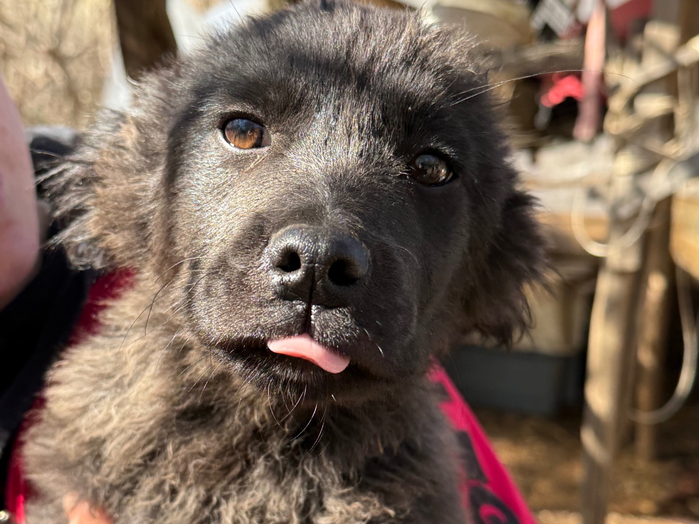 Vuoi adottare un cane a Livorno?