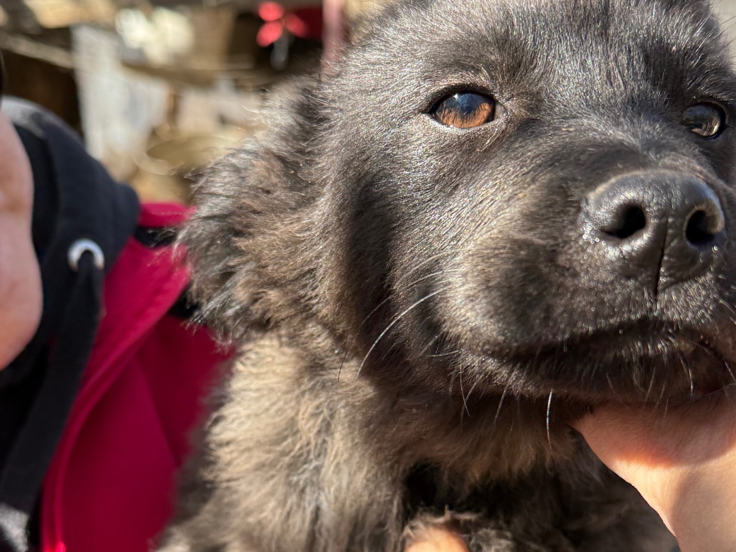 Adotta il cane Sam a Livorno