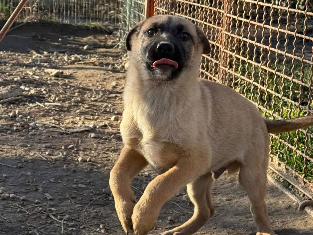 Adozione cane, maschio, Pastore tedesco Razza sconosciuta, 4 mesi, taglia media, Torino