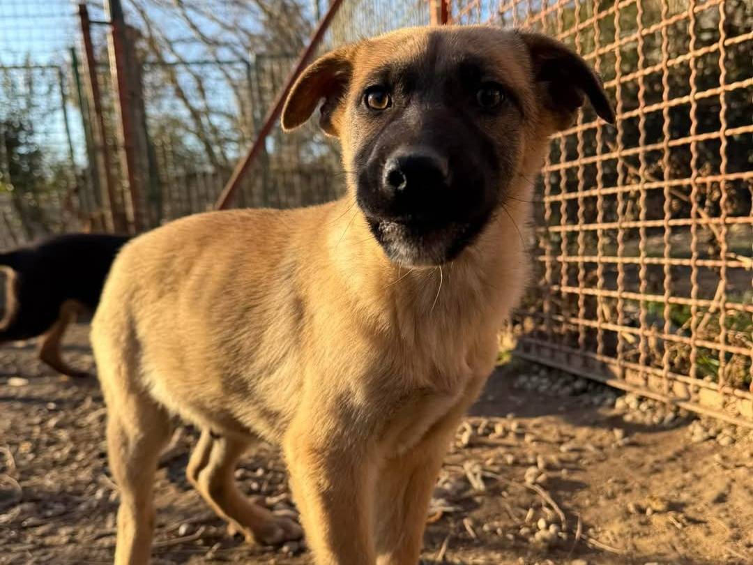 Adotta un cane, maschio, 4 mesi, Torino