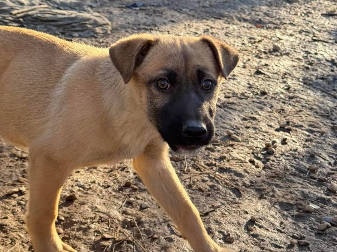 Adotta un cane, taglia media, maschio, Torino