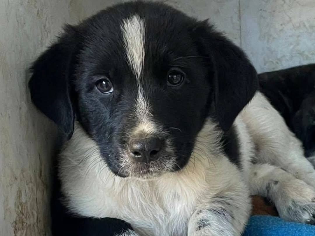 Foto dell'animale
