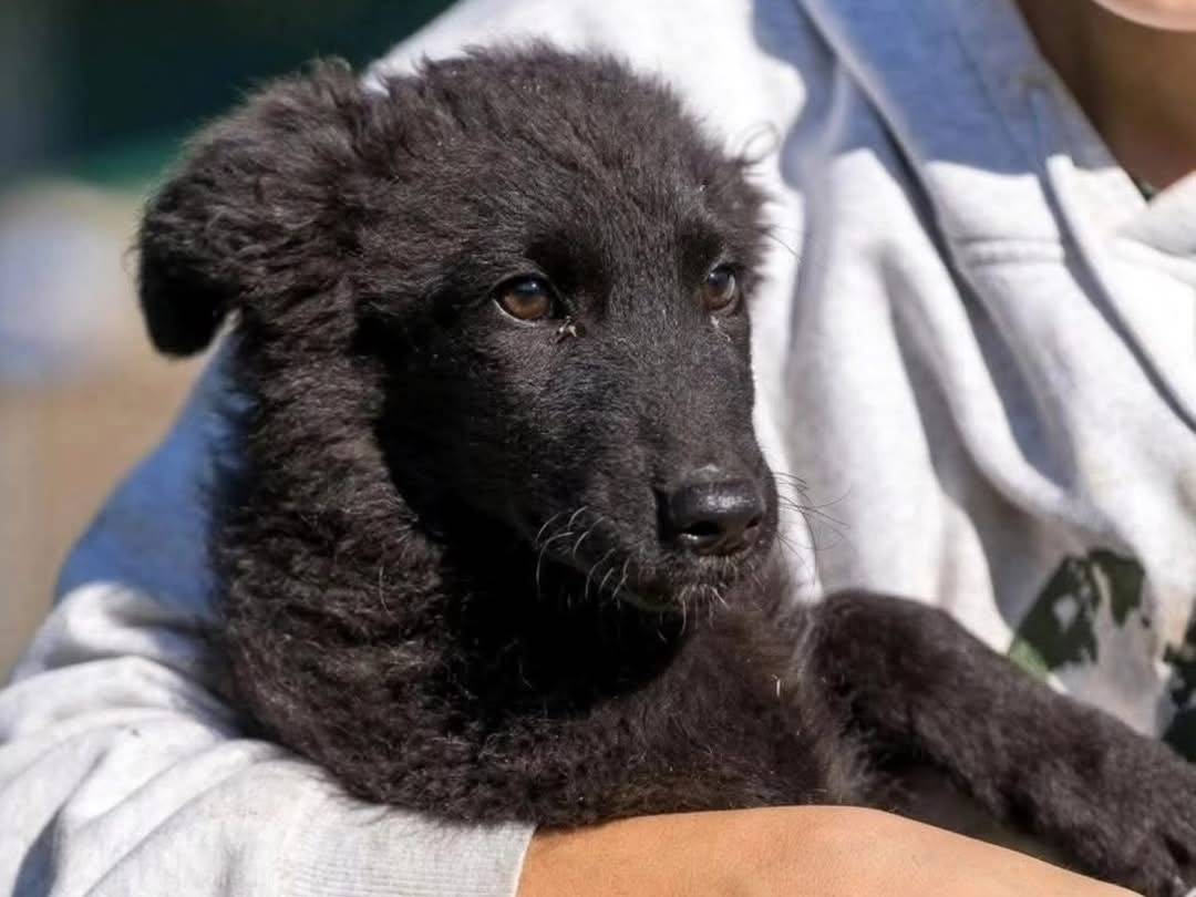 Foto dell'animale