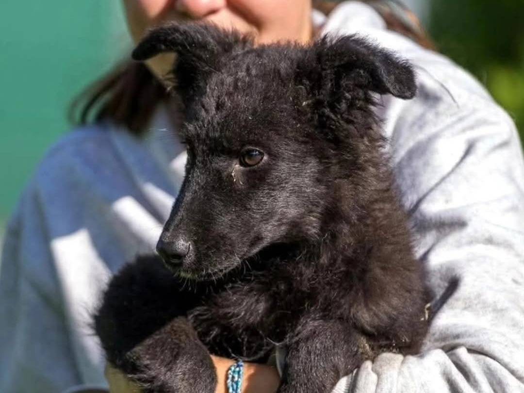 Adotta un cane, femmina, 5 mesi, Torino