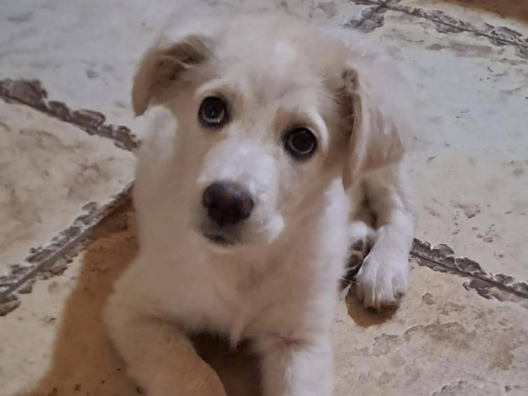 Foto dell'animale