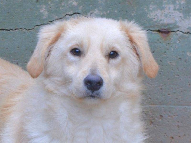 Foto dell'animale