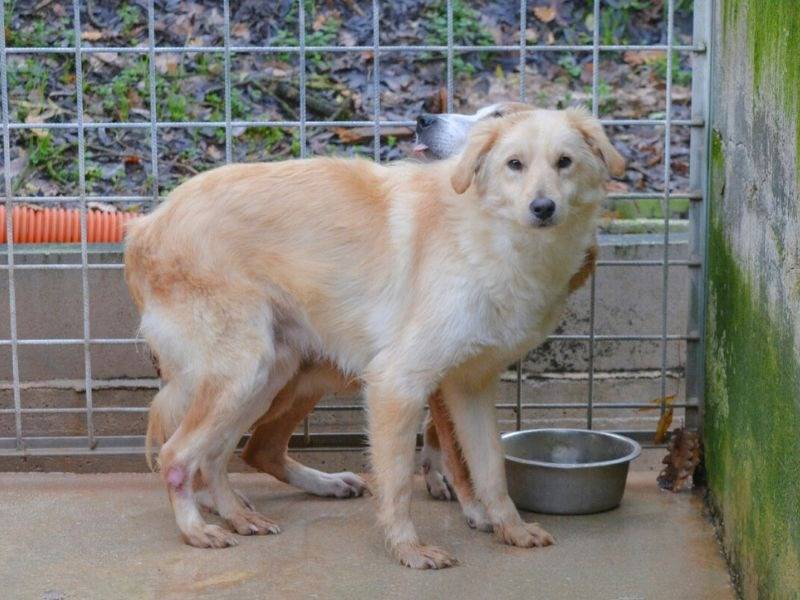 Adotta un cane, maschio, 1 anno e 10 mesi , Frosinone