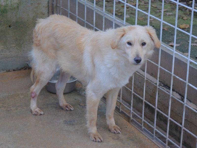 Adotta un cane, taglia media contenuta, maschio, Frosinone