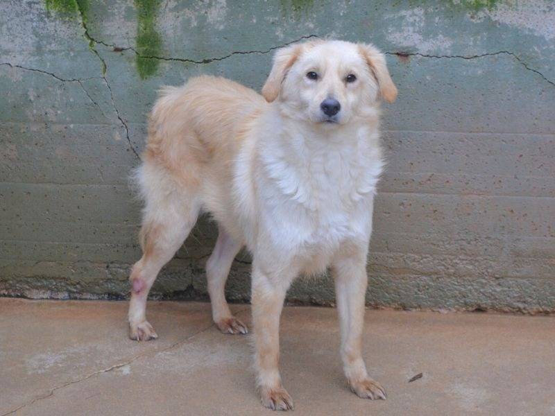 Vuoi adottare un cane a Frosinone?