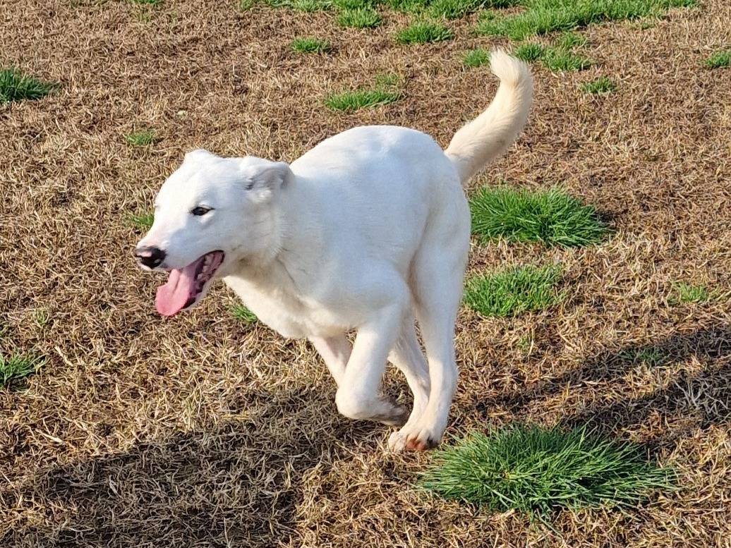 Adotta un cane, femmina, 10 mesi, Latina