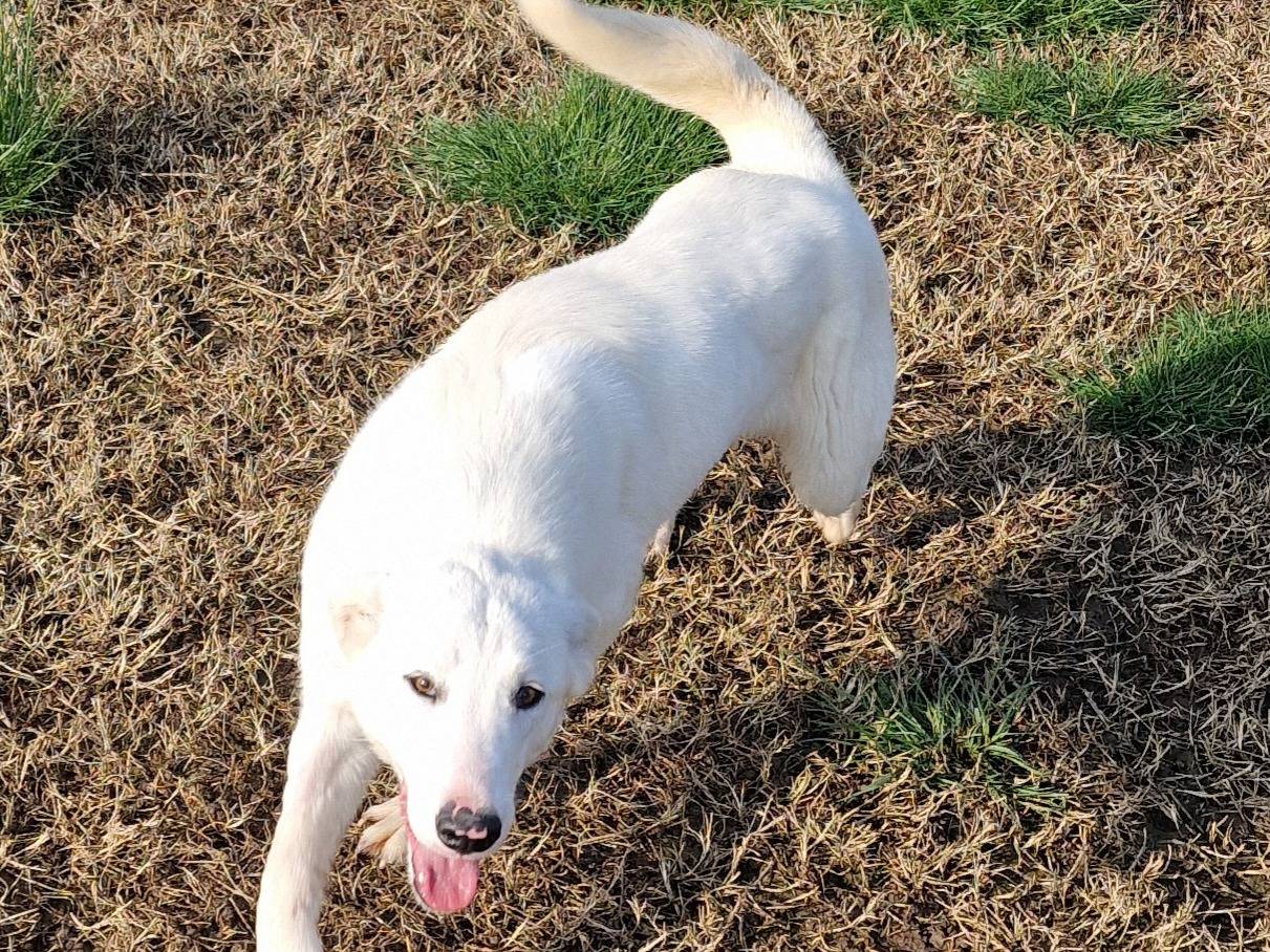 Adotta un cane, taglia media, femmina, Latina