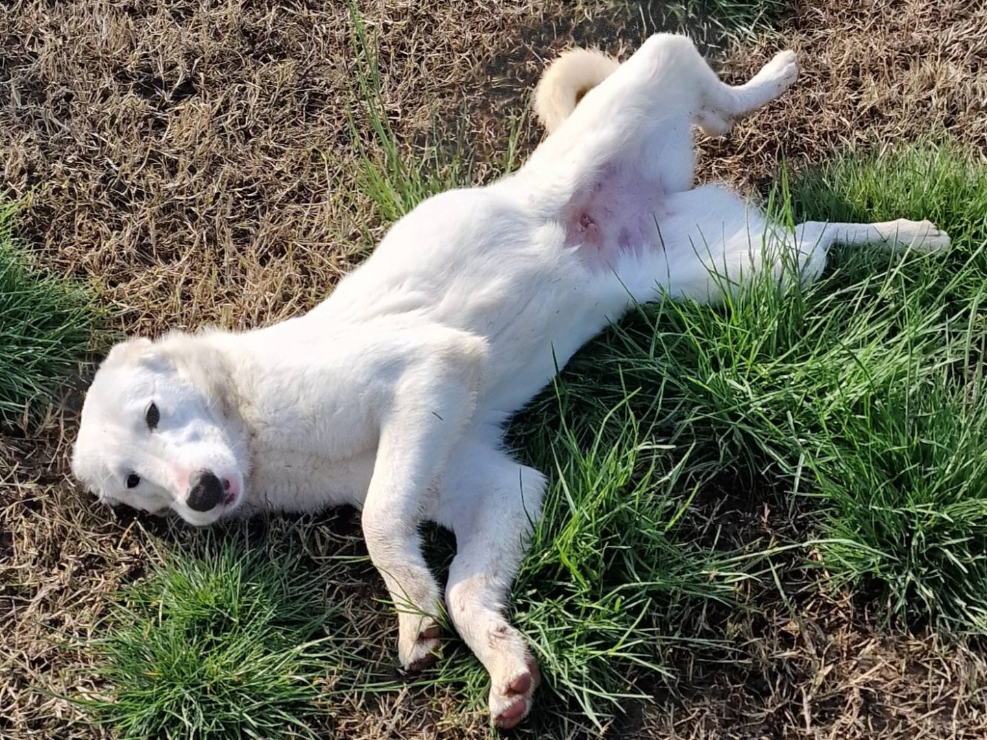 Vuoi adottare un cane a Latina?