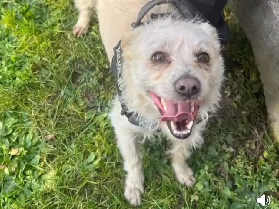 Adotta un cane, maschio, 4 anni  e 4 mesi , Pavia