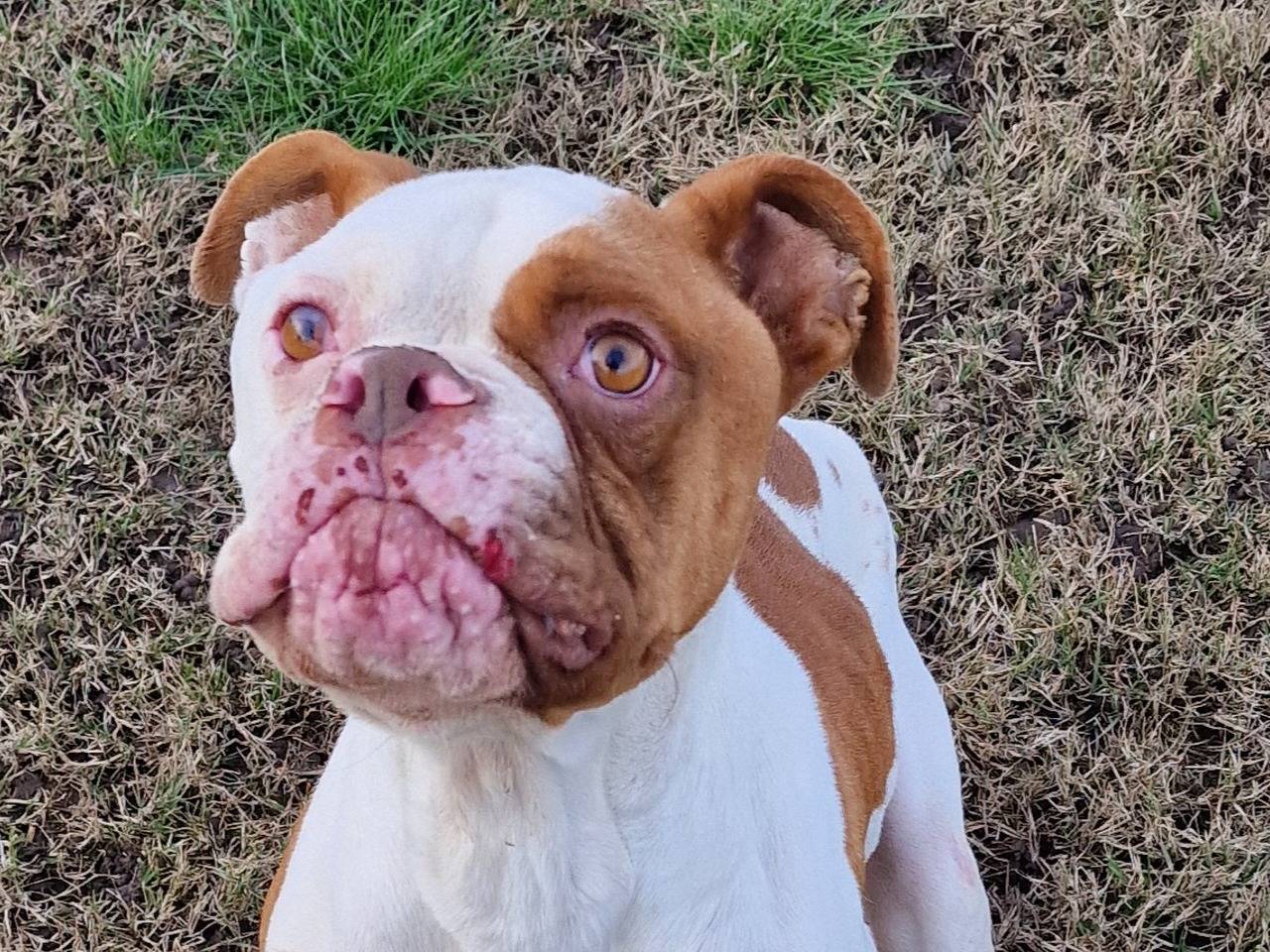Adotta un cane, maschio, 5 anni  e 1 mese, Latina