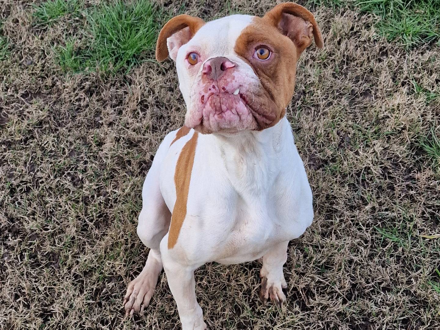 Adotta un cane, taglia media, maschio, Latina
