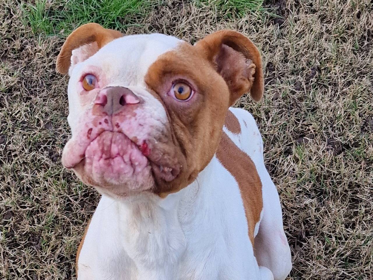 Vuoi adottare un cane a Latina?
