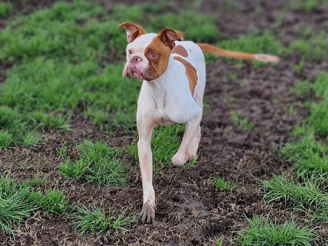Adotta il cane Patrizio Oliva a Latina
