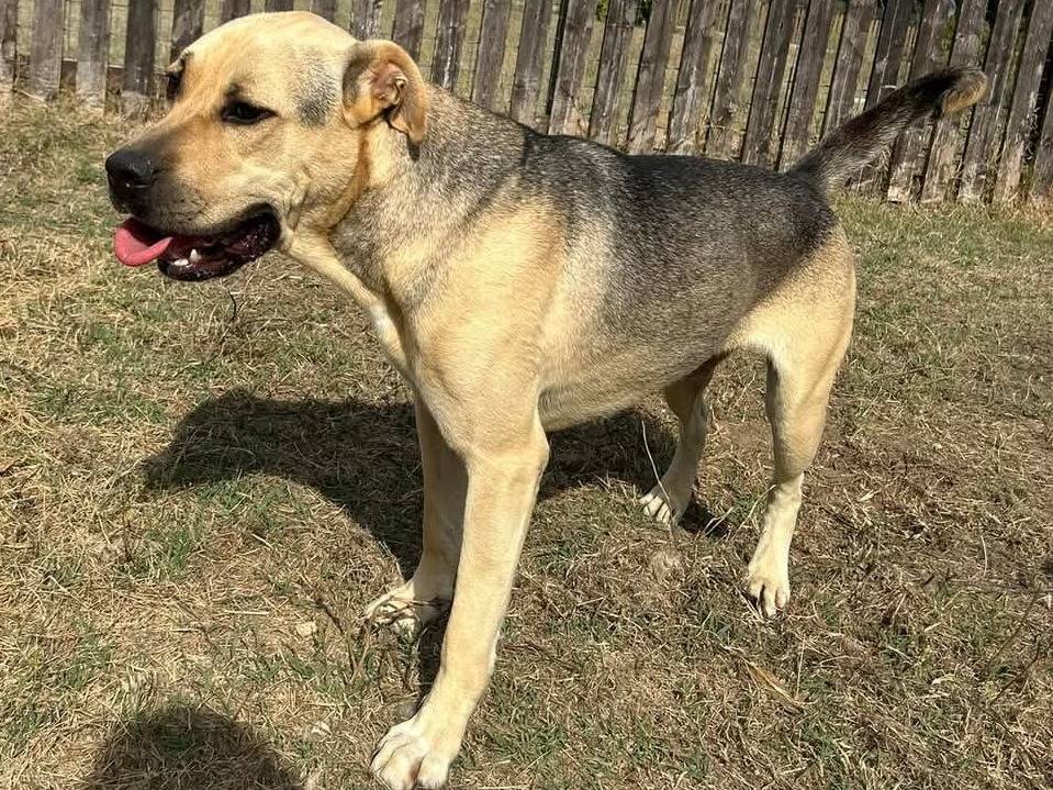 Adotta un cane, femmina, 2 anni  e 9 mesi , Latina