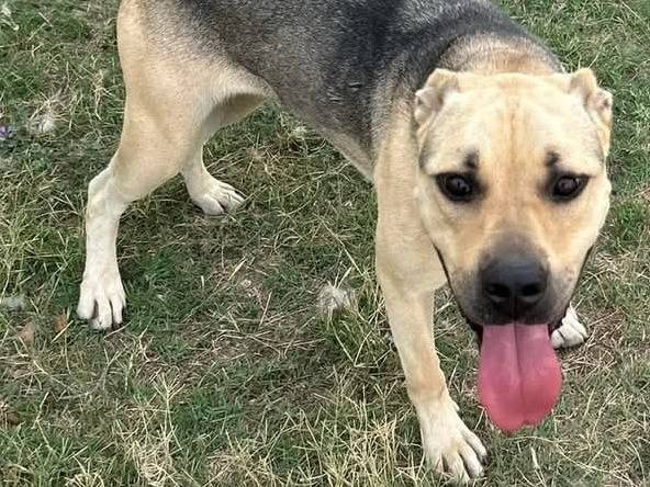 Adotta un cane, taglia grande, femmina, Latina