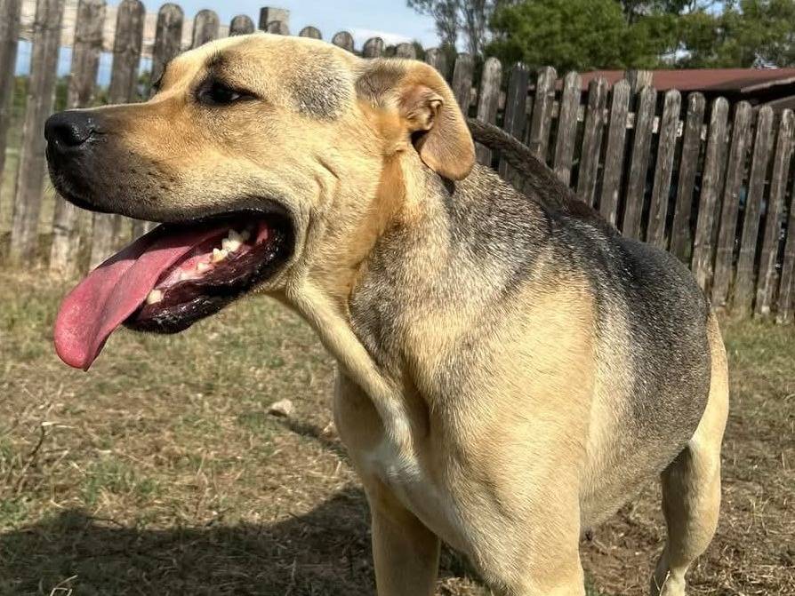 Vuoi adottare un cane a Latina?