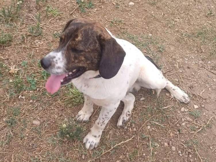 Adotta un cane, maschio, 2 anni  e 6 mesi , Latina