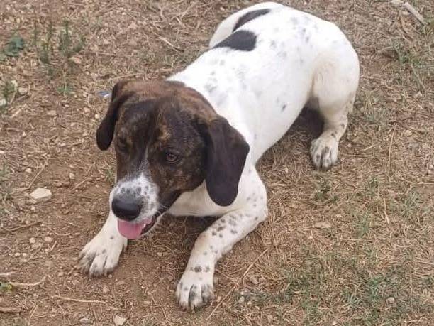Adotta un cane, taglia media, maschio, Latina