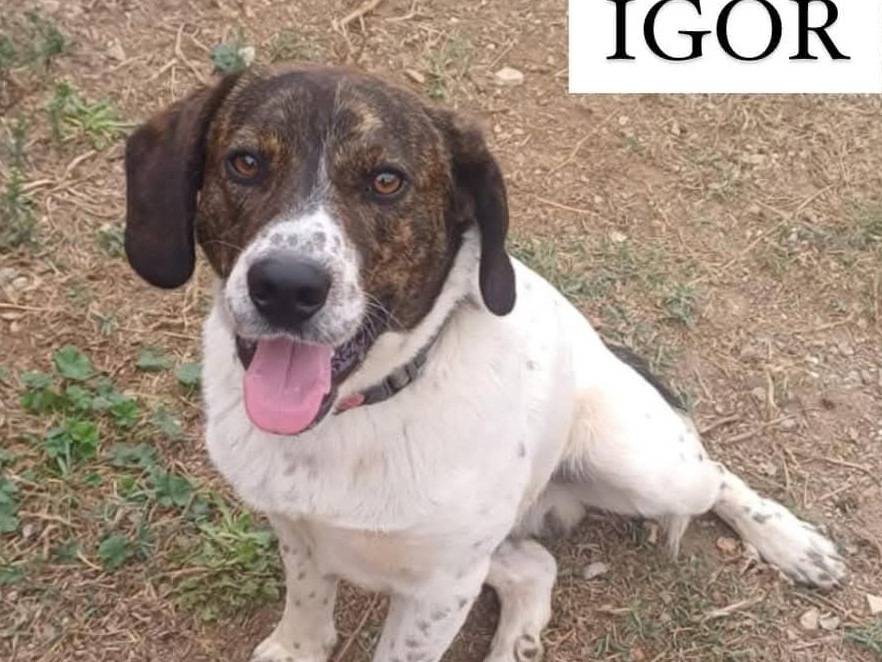 Vuoi adottare un cane a Latina?