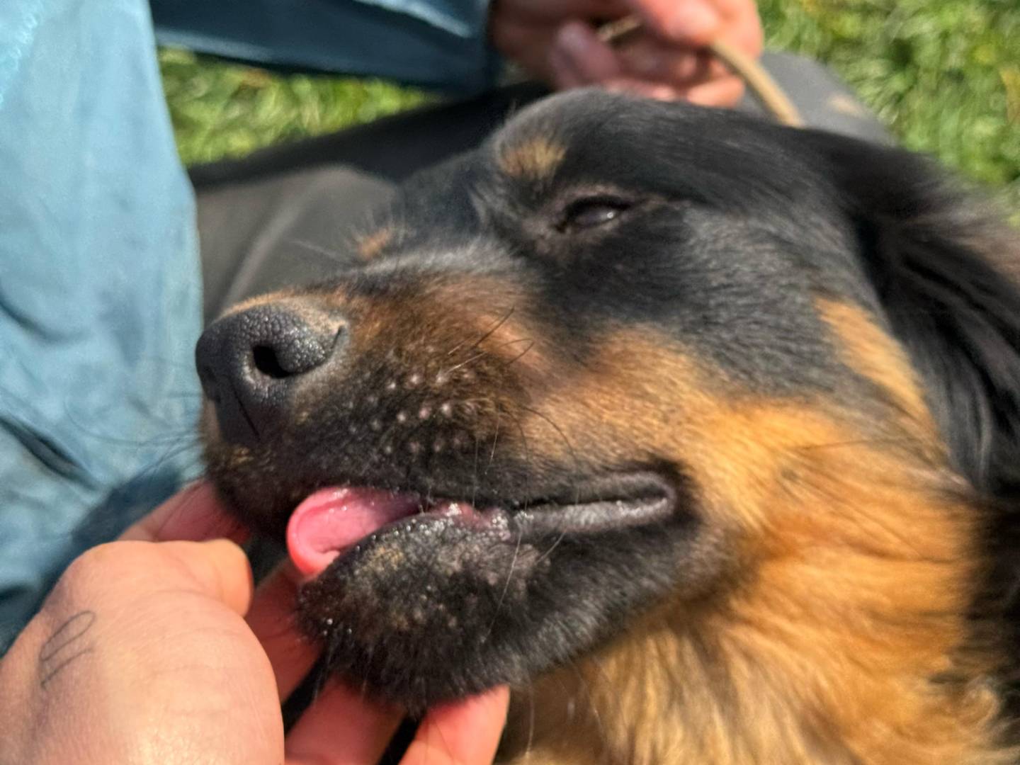 Adotta un cane, taglia media contenuta, maschio, Frosinone