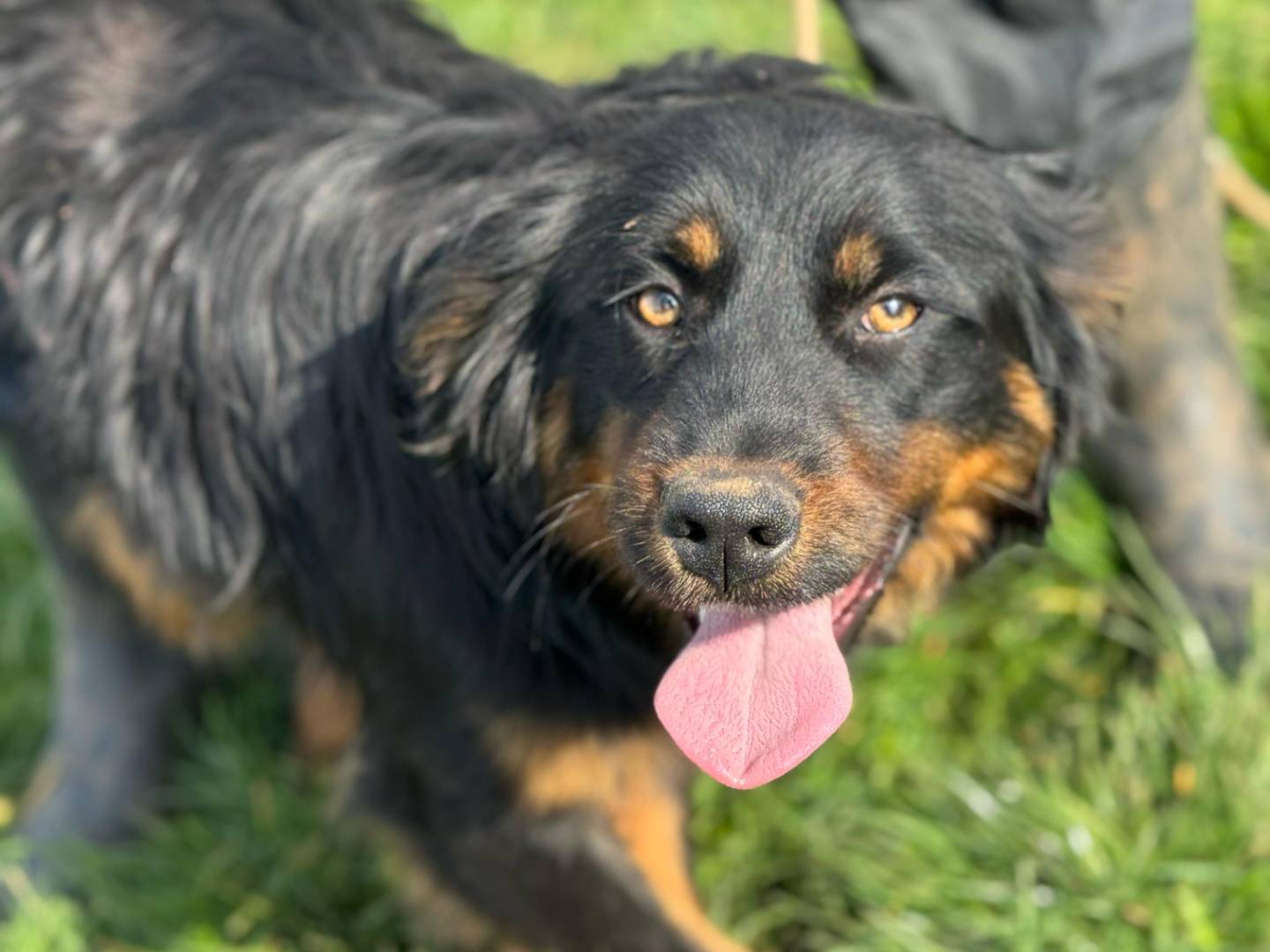 Adotta il cane Block a Frosinone
