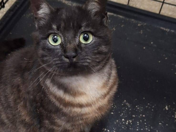 Adotta un gatto, femmina, 9 mesi, Bari