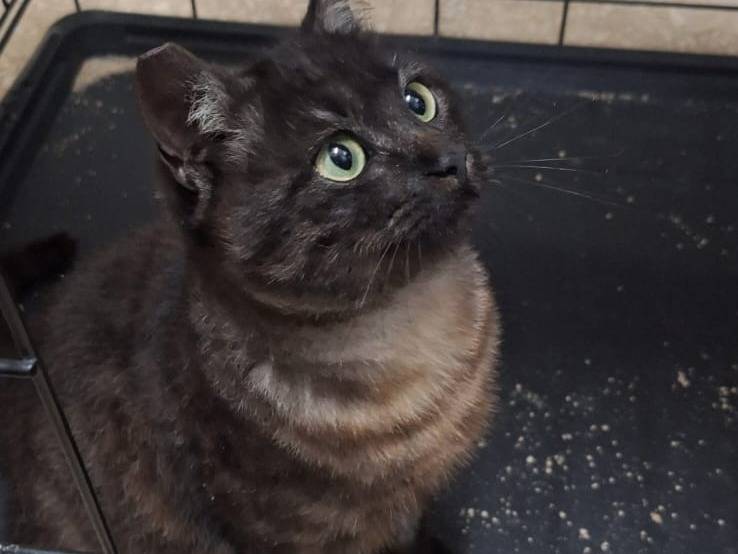 Adotta un gatto, taglia non valida, femmina, Bari