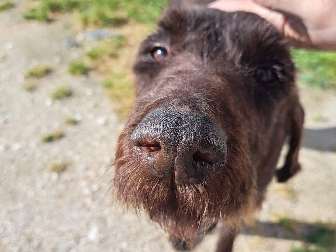 Adotta un cane, maschio, 16 anni  e 3 mesi , Caserta