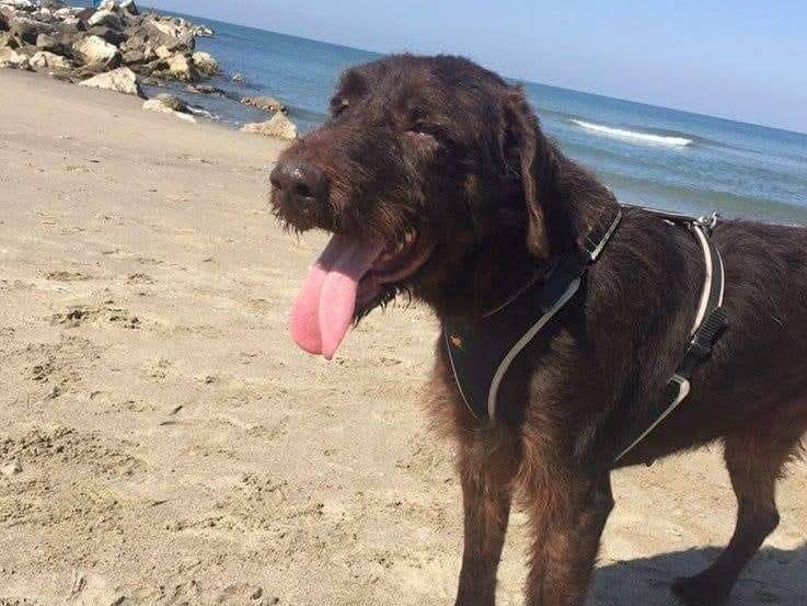 Adotta un cane, taglia media, maschio, Caserta