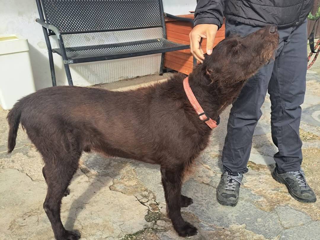 Vuoi adottare un cane a Caserta?