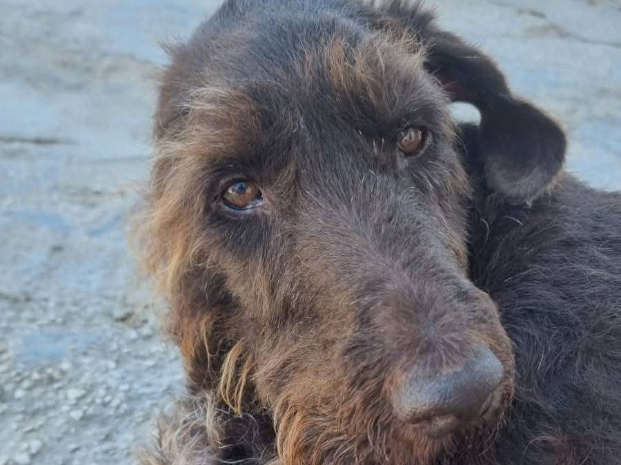 Adotta il cane Baffone  a Caserta