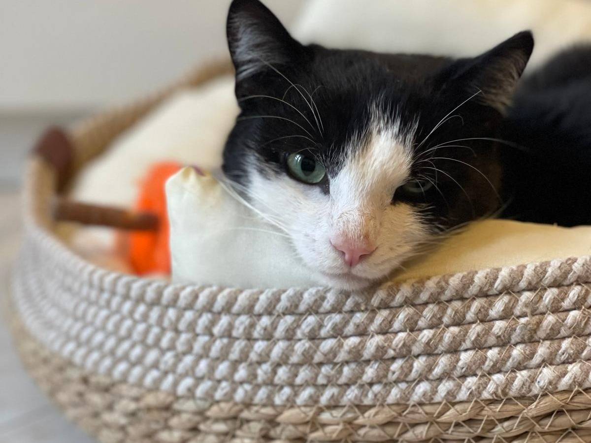 Adotta un gatto, maschio, 1 anno e 8 mesi , Bari
