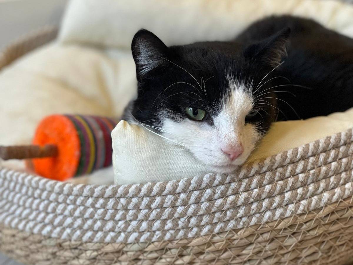 Adotta un gatto, taglia non valida, maschio, Bari