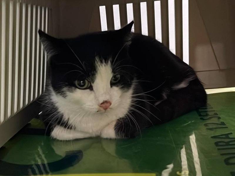 Adotta il gatto Diego a Bari