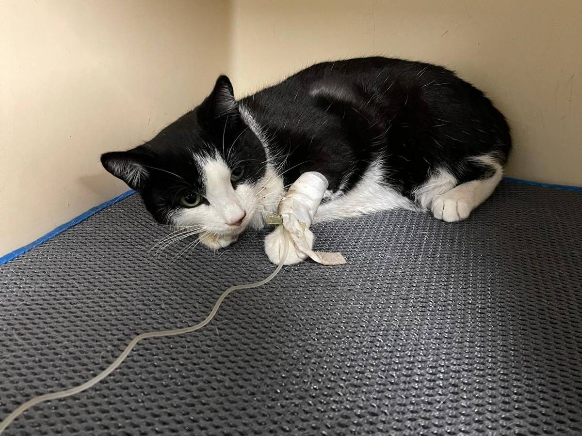 Vuoi adottare un gatto a Bari?