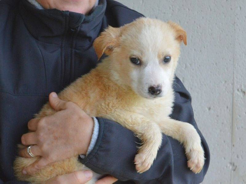 Adotta un cane, maschio, 6 mesi, Roma
