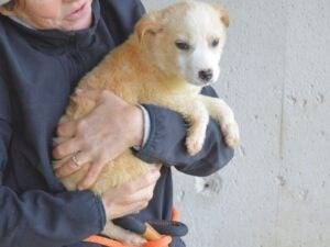 Adotta un cane, taglia media, maschio, Roma