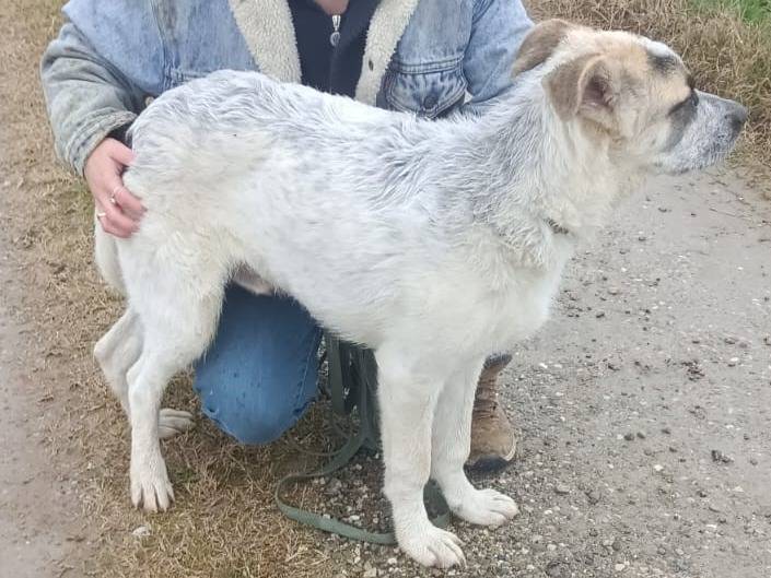 Adotta un cane, taglia media, maschio, Bologna