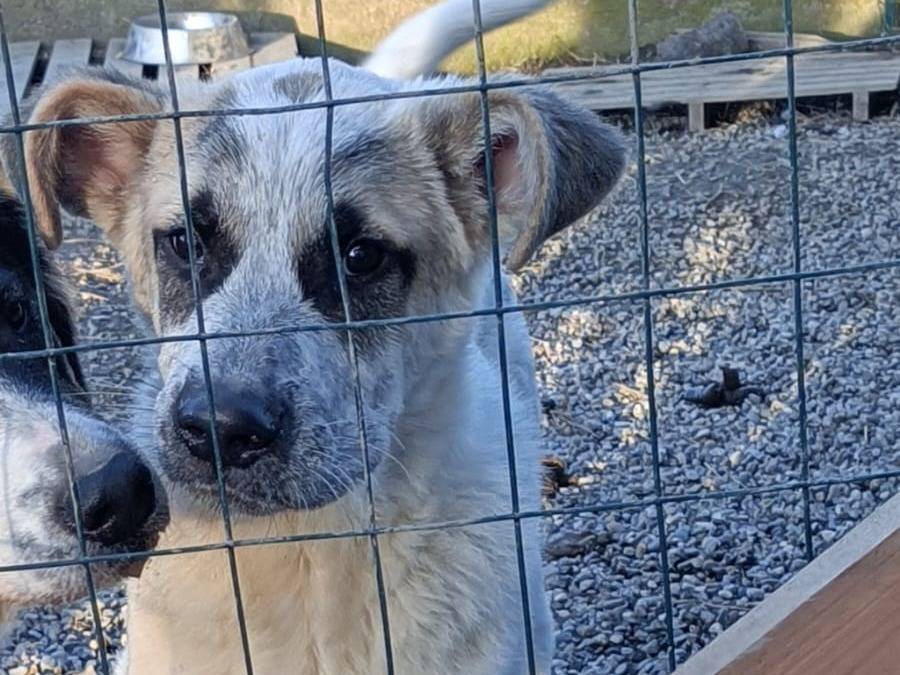 Vuoi adottare un cane a Bologna?