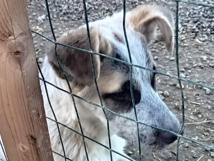 Adotta il cane DESMO a Bologna