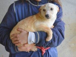 Adotta un cane, femmina, 6 mesi, Roma