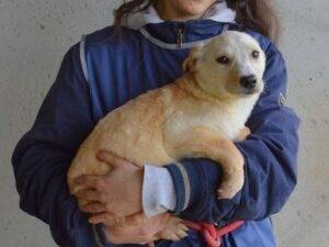 Adotta un cane, taglia media, femmina, Roma