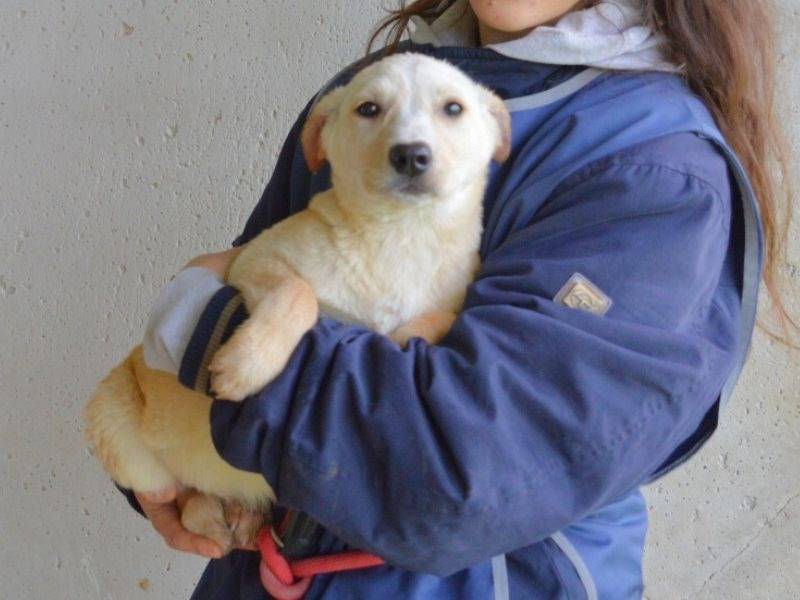 Vuoi adottare un cane a Roma?
