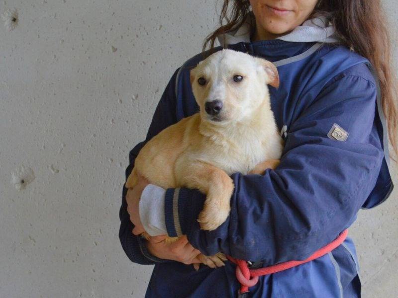 Adotta il cane SCILLA a Roma